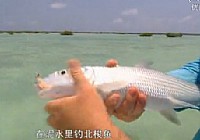 《荒野垂釣》第7集 古巴