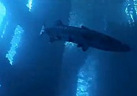 《極限釣魚》第一季 第2集 田納西河巨鯰