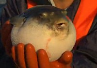 《極限釣魚》第三季 第8集 日本溪流釣出海夜釣