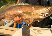 《極限釣魚》第四季 第3集 巴布亞新幾內亞紅寶石鯛
