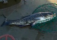 《極限釣魚》第三季 第3集 中國的千島湖和龍虎山