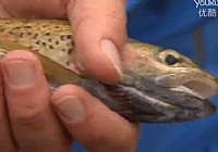 《極限釣魚》第三季 第12集 加州超大魷魚虹鱒魚