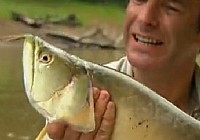 《極限釣魚》第三季 第5集 巴西龍魚巨骨舌魚