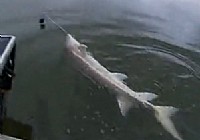 《極限釣魚》第二季 第1集 哥倫比亞鮭魚