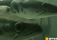 《寰宇地理之捕魚戰士》超爆黑魚小盾鱧