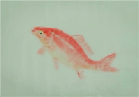 《爸爸去釣魚》第12集 老爸萌娃學魚拓