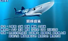 《寶島漁很大》 20150816 九棚殊死戰海邊夜釣大鋸峰齒鯊