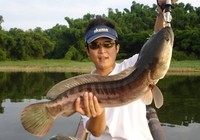 《寶島漁很大》 20150830 荒溪苦練釣技重返虎穴路亞魚虎