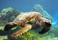 《寶島漁很大》 20141214 參觀屏東海洋生物博物館