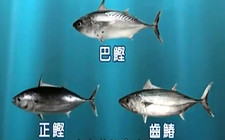 《寶島漁很大》 20150308 南海屠龍戰役