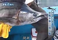 《寶島漁很大》 20140921 驚旗狂飆戰役