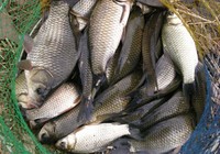 《垂釣學院》化氏釣技訓練營第三季22 化紹新講釣鯽魚的選位配餌技巧