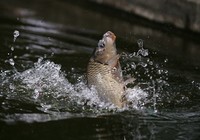 《垂釣學院》化氏釣技訓練營第三季24 化紹新講解釣鯉魚的選位配餌技巧