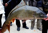 《垂釣學院》化氏釣技訓練營第三季25 化紹新講不同水域的釣鯉技巧