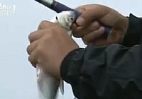 《垂釣學院》化氏釣技訓練營第二季15 暮夏之釣(二)化老筏釣翹嘴爆護