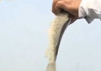 《垂釣學院》化氏釣技訓練營第二季21 化紹新王超秋冬水庫釣大鯽魚