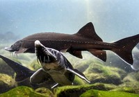 《垂釣學院》化氏釣技訓練營第三季26 化紹新講如何作釣底棲鱘魚