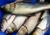 《垂釣學院》化氏釣技訓練營第三季21 化紹新講釣鰱魚的選層開餌技巧
