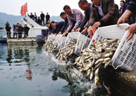 《中國垂釣周刊》第19期 放魚日引發放魚注意事項
