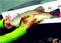 《中國垂釣周刊》 第54期 釣友李健擒獲大鱸魚
