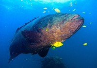 《好樣的！海釣王》2015第4集 海釣達人船釣挑戰深海巨物