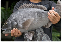 《海洋戰士》第33集 廣東汕尾江牡島磯釣鯛科魚類