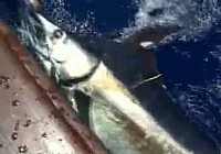 《海洋戰士》第22集 圓夢夏威夷國人釣664磅馬林魚