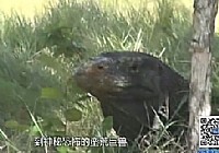 《海洋戰士》第11集 科莫多獵GT(下)