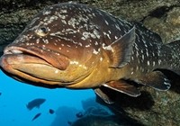 《海洋戰士》第41集 東海釣獲巨型石斑魚