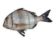 《海洋戰士》第39集 湛江船磯獵鯛戰