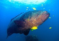《海洋戰士》第44集 出征美里海釣百斤龍躉石斑