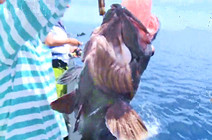 《海洋戰士》第51集 紅藍兩隊爭冠擒獲龍躉