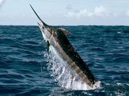 《海洋戰士》第35集 再戰留尼汪海釣馬林魚