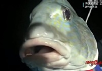 《海洋戰士》第29集 游釣普吉島驚險刺激海釣博大魚