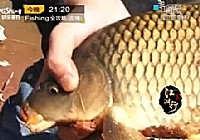 《江湖行釣魚視頻》105 陜北釣金鯉水庫釣黃河鯉