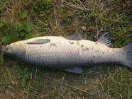 《江湖行釣魚視頻》132 上海圓夢30斤大烏青