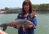 《江湖行釣魚視頻》175 上海黑坑釣獲巨型青魚
