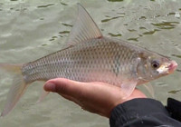《江湖行釣魚視頻》172 玉林解放水庫小鉤細線釣鯪魚