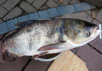 《江湖行釣魚視頻》136 湖南岳陽釣獲大鰱鳙