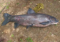 《江湖行釣魚視頻》142 湖北宜昌水庫尋釣大青魚