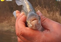 《江湖行釣魚視頻》123 湖北荊州早春覓翹嘴