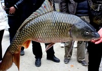 《江湖行釣魚視頻》151 游釣東北沈陽水庫探釣鯉魚