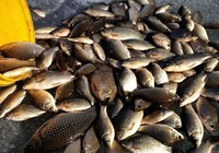 《江湖行釣魚視頻》157 江蘇南京梁洼水庫飛鉛釣法擒鯽魚