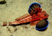 《江湖行釣魚視頻》148 印尼加里曼丹島探釣蠻荒怪魚(1)