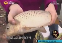 《江湖行釣魚視頻》117 南寧邕江覓奇魚視頻