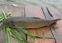 《江湖行釣魚視頻》154 山東臨沂東風水庫釣獲兩尾百斤大草魚