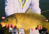 《江湖行釣魚視頻》174 澳洲江河探釣終獲澳洲鯉魚