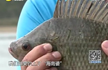 《江湖行釣魚視頻》119 游釣海南島探尋飛魚