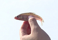 《江湖行釣魚視頻》164 湖南江華溶洞尋覓透明魚種