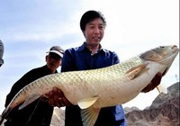 《江湖行釣魚視頻》153 山東臨沂長竿大線垂釣大草魚